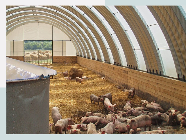 Строительство свинарников в Касимове